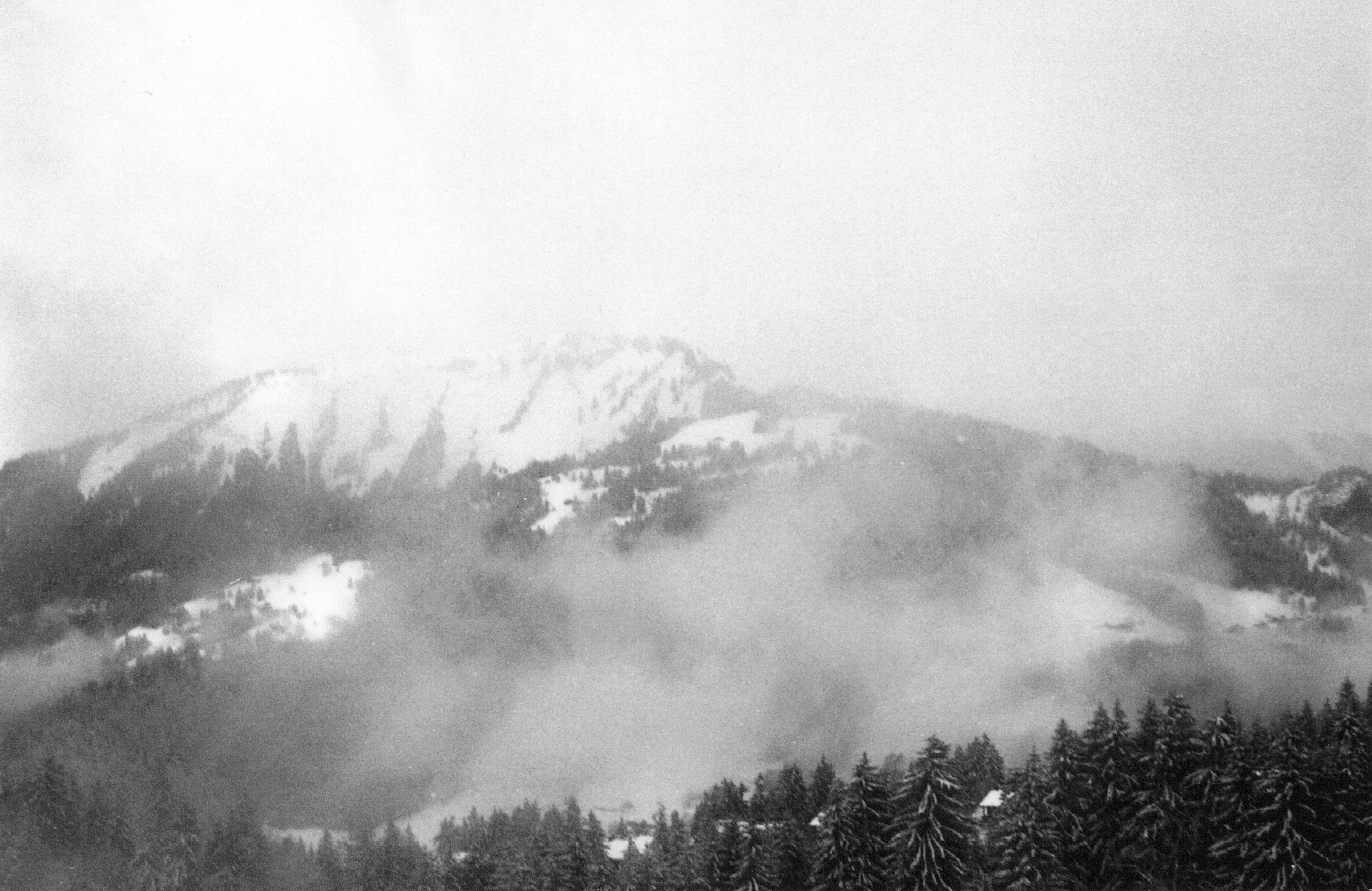 grayscale photo of trees and mountains